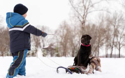 Mushing Andorra, ¿Cómo hacer tirado de perros en Andorra?