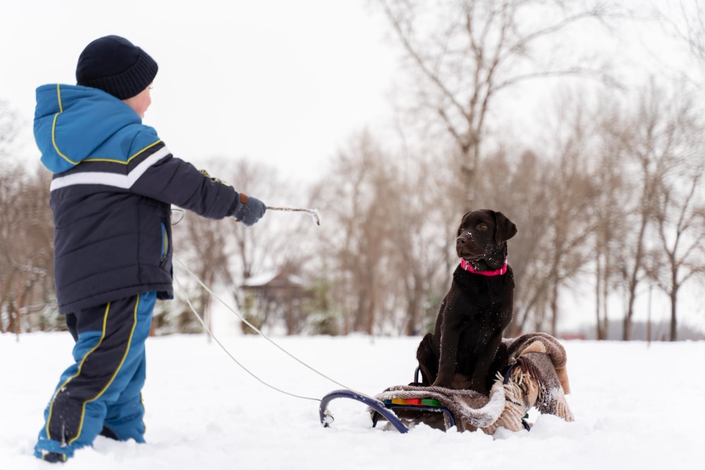 Mushing Andorra, ¿Cómo hacer tirado de perros en Andorra